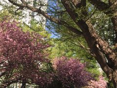 旧道厅-北海道厅旧本厅舍(旧本庁舎)