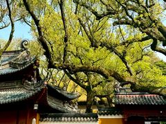 -普陀山风景名胜区-法雨禅寺