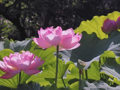 -陈家山荷花公园