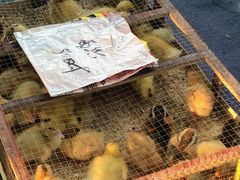 -麻涌飞鸭开心农场