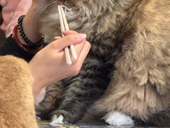 -平行世界·猫咖(首经贸店)