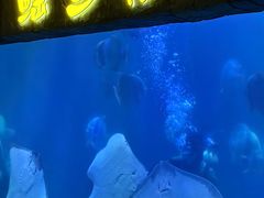 -合肥海洋世界