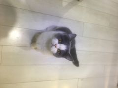 -喵的天空名猫咖啡馆·撸猫·猫舍·用品