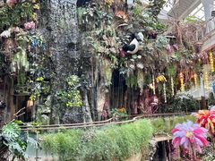 -正佳雨林生态植物园