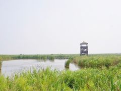 -盐城丹顶鹤湿地生态旅游区