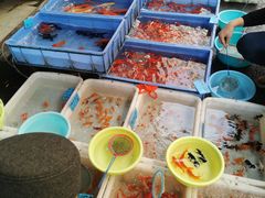 -清平路水族市场