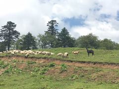 -硗碛藏寨·神木垒景区