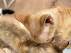 -MOYOYO猫咪咖啡店