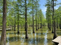 -泗洪洪泽湖湿地景区