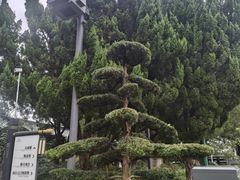 -绳金塔