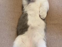 -关爱宠物医院·猫科中心·消化科(滨湖万达分院)