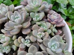 -欧洲房子(宜必思店)