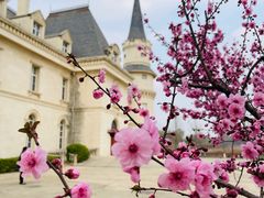 -北京张裕爱斐堡酒庄