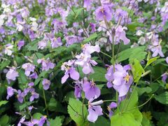 -昆山城市生态森林公园