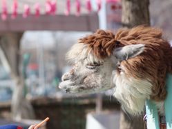 -萌宠亲子动物乐园(槐房万达店)