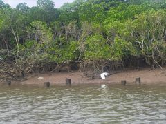 -东寨港红树林旅游区