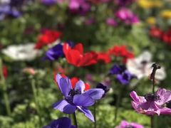 -上海鲜花港