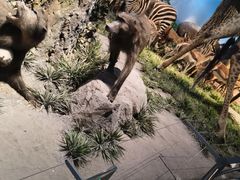 -国家自然博物馆