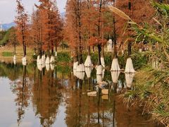 -飞来湖湿地公园