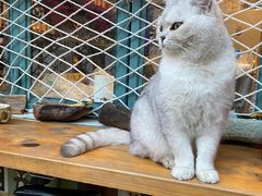 -喵屿·大理花园猫咖