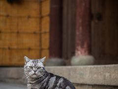 -龙华寺