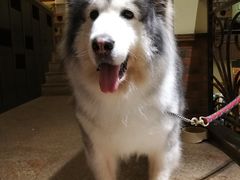 -more than meow吴止猫主题餐厅(承德 中船汇店)