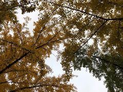 -三里屯东五街银杏大道