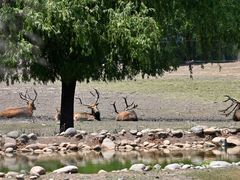 -北京麋鹿生态实验中心
