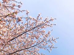 -顾村公园