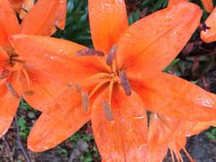 iphone_upload_pic-蠡湖中央公园