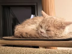 -猫大福·Fortune Cat猫舍(百子湾店)