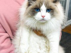 -青奢宠物·青奢猫舍