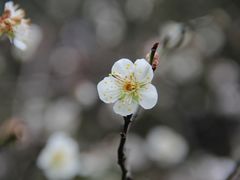 -香雪海