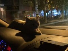 -东方名猫馆·英短金渐层布偶猫舍(环线广场1号楼店)