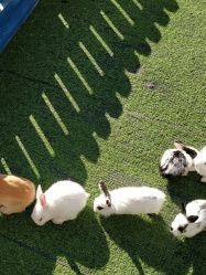 -萌宠亲子动物乐园(槐房万达店)