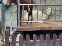 -上海崇明金茂凯悦酒店