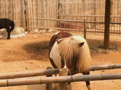 -泉州海丝野生动物世界