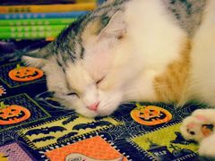 -猫色咖啡·猫咖