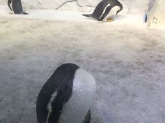 -芜湖新华联大白鲸海洋公园