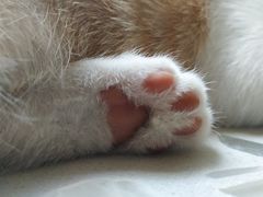 -佳怡动物医院·平价24小时·猫专科骨外科
