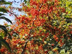 -天鹅湖体育公园