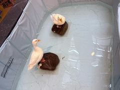 -太湖饭店玉兰厅(自助餐厅)