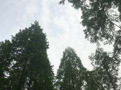 -黄海国家森林公园