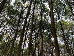 -中国茶叶博物馆(双峰馆区)