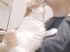 -momokira米努特·德文卷毛猫·棉花面纱犬