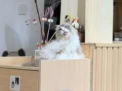 -鼓捣猫呢主题猫咖店