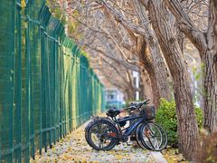 -三里屯东五街银杏大道