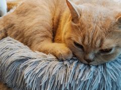 蛋黄-Catmate·猫肥家润(金润铂宫店)