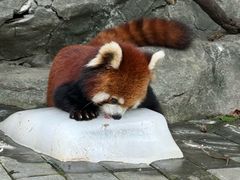 -常州淹城野生动物世界