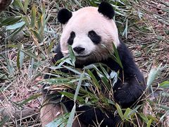 -都江堰中华大熊猫苑